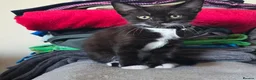 Mixed Breed cats for sale: Mixed Breed Kittens READY NOW - Advert 3