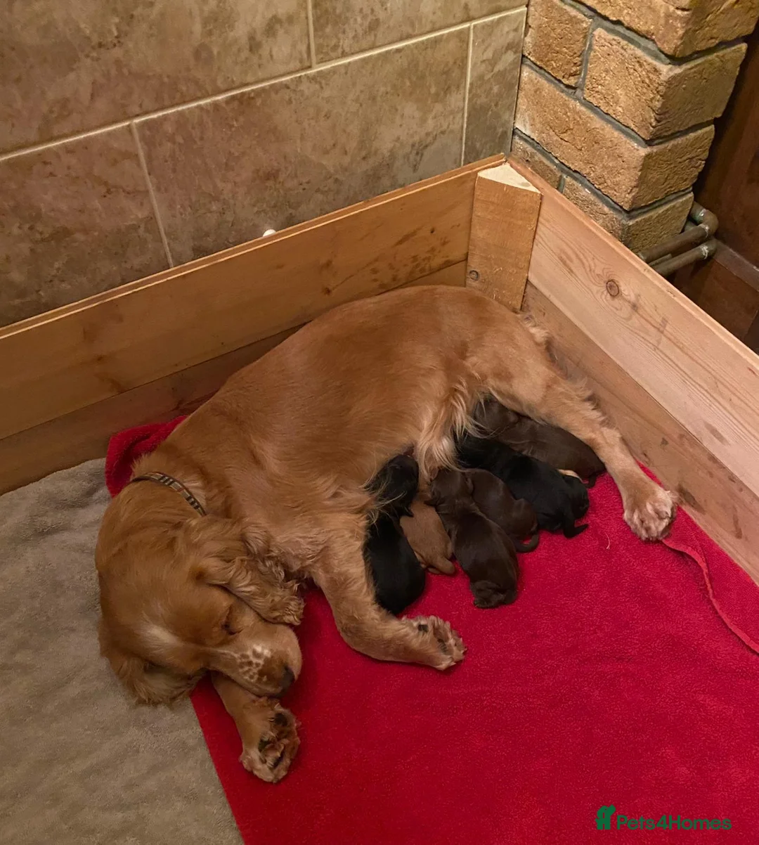 Miniature Poodle dogs for stud: Miniture Poodle for stud - SHORT NOTICE AVAILABLE in Coalville - Advert 32