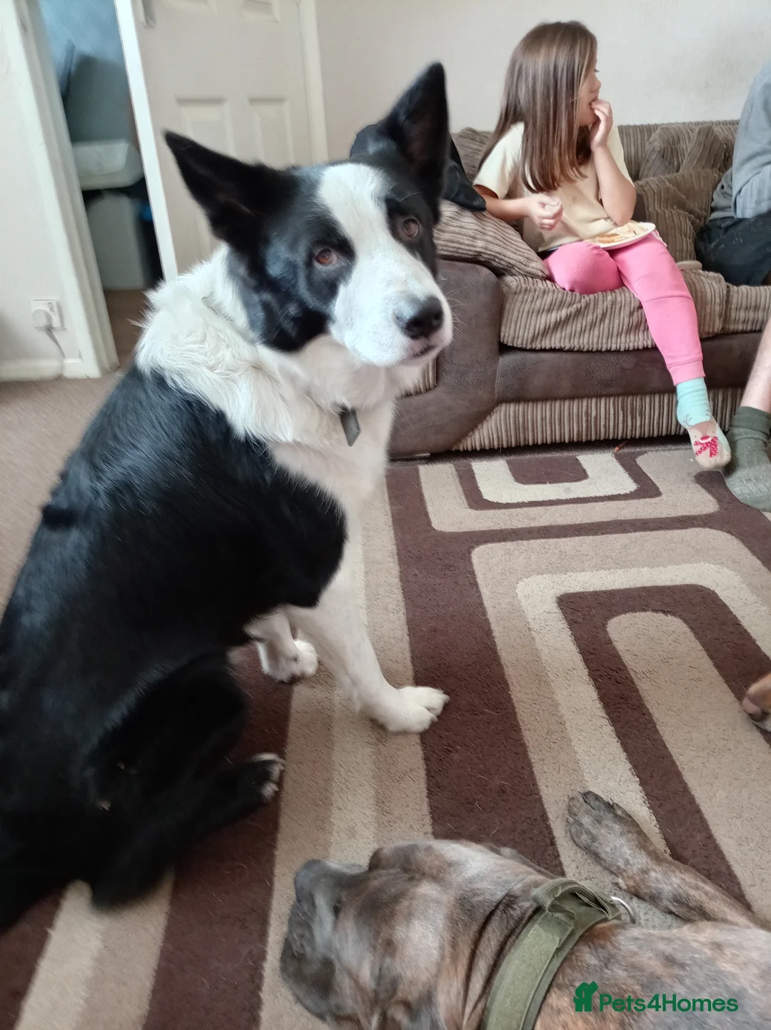 Mixed Breed dogs for sale: Border Collie in Wigan - Advert 2