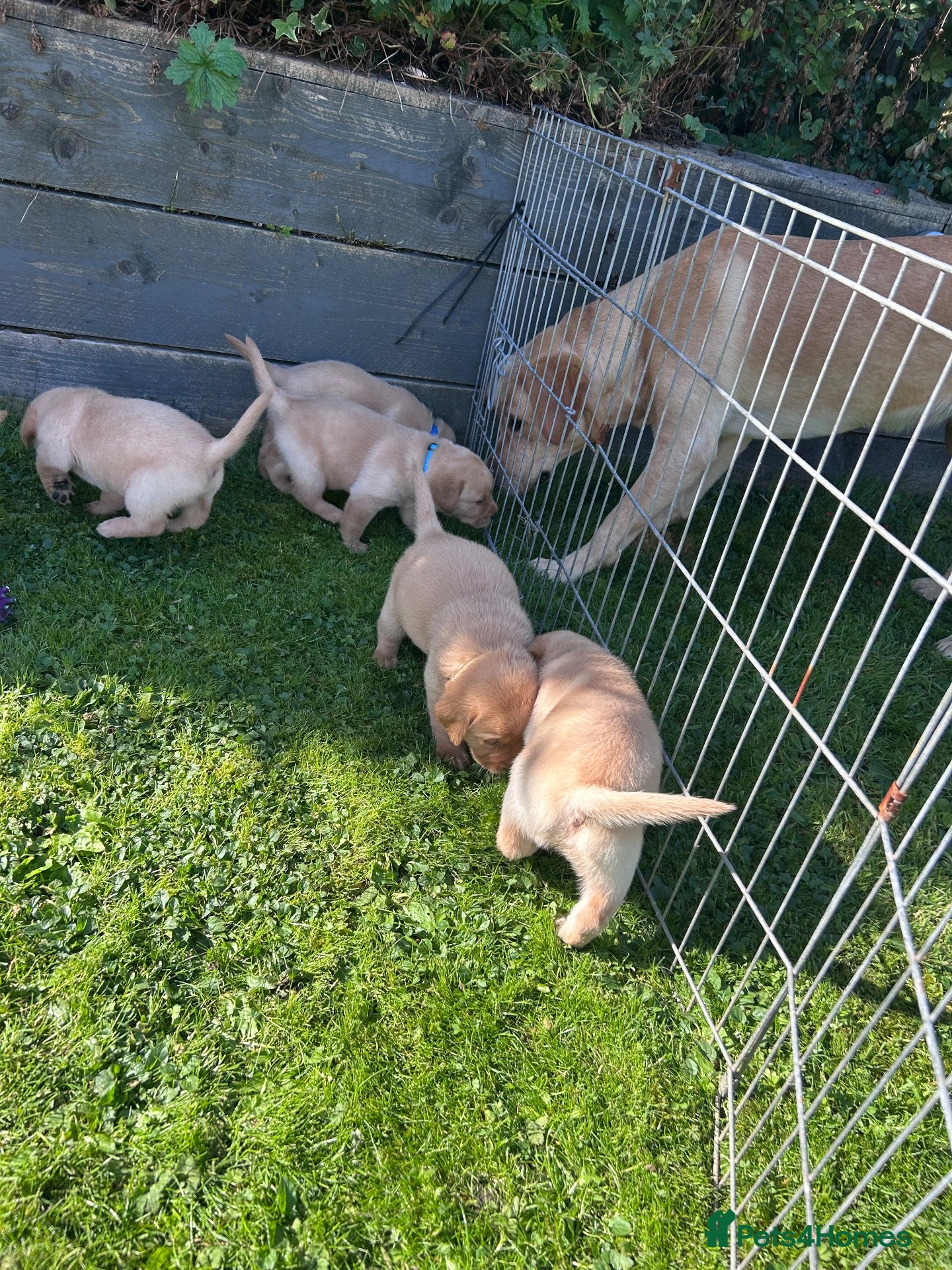 Labrador Retriever dogs Beautiful Labrador Puppies - Advert 9