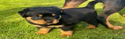 Rottweiler dogs for sale: Rottweiler puppies - KC Registered. in Halstead - Advert 14