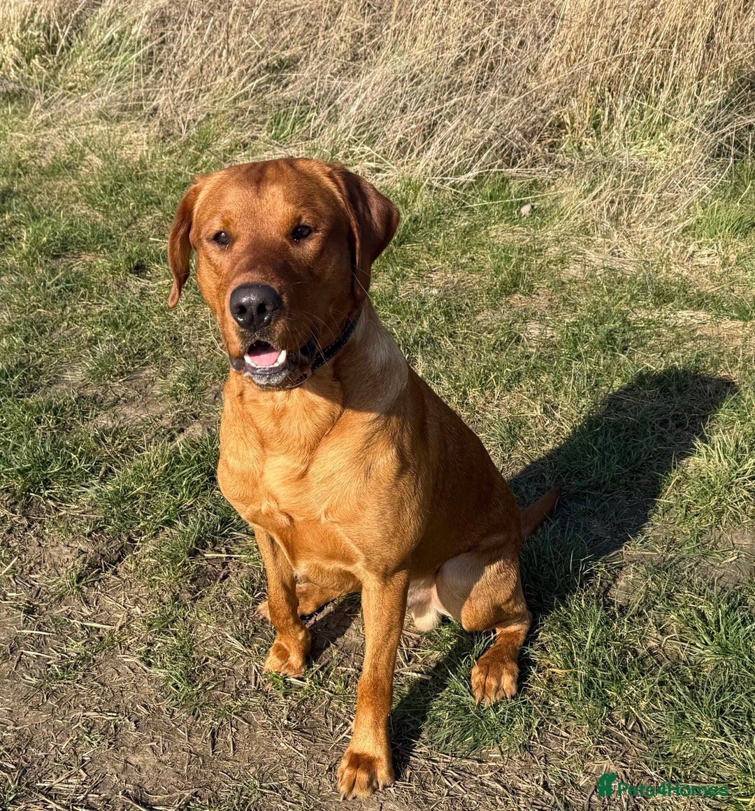 Labrador Retriever dogs for sale: Sykehead are expecting Fox Red lab pups  - Image 17