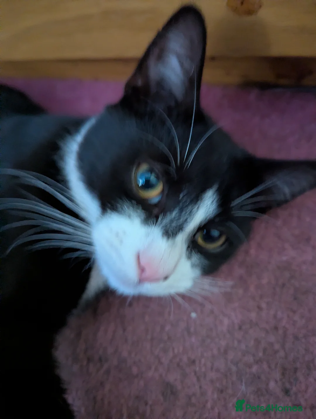 Mixed Breed cats for sale: Adorable fluffy kitten last in litter - Advert 2