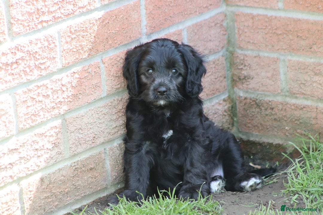Cavapoo dogs for sale: Beautiful F1 Cavapoo puppies for sale - Image 25