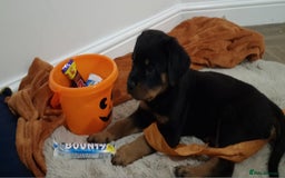 Rottweiler dogs for sale: KC Rottweiler Puppies - Image 16