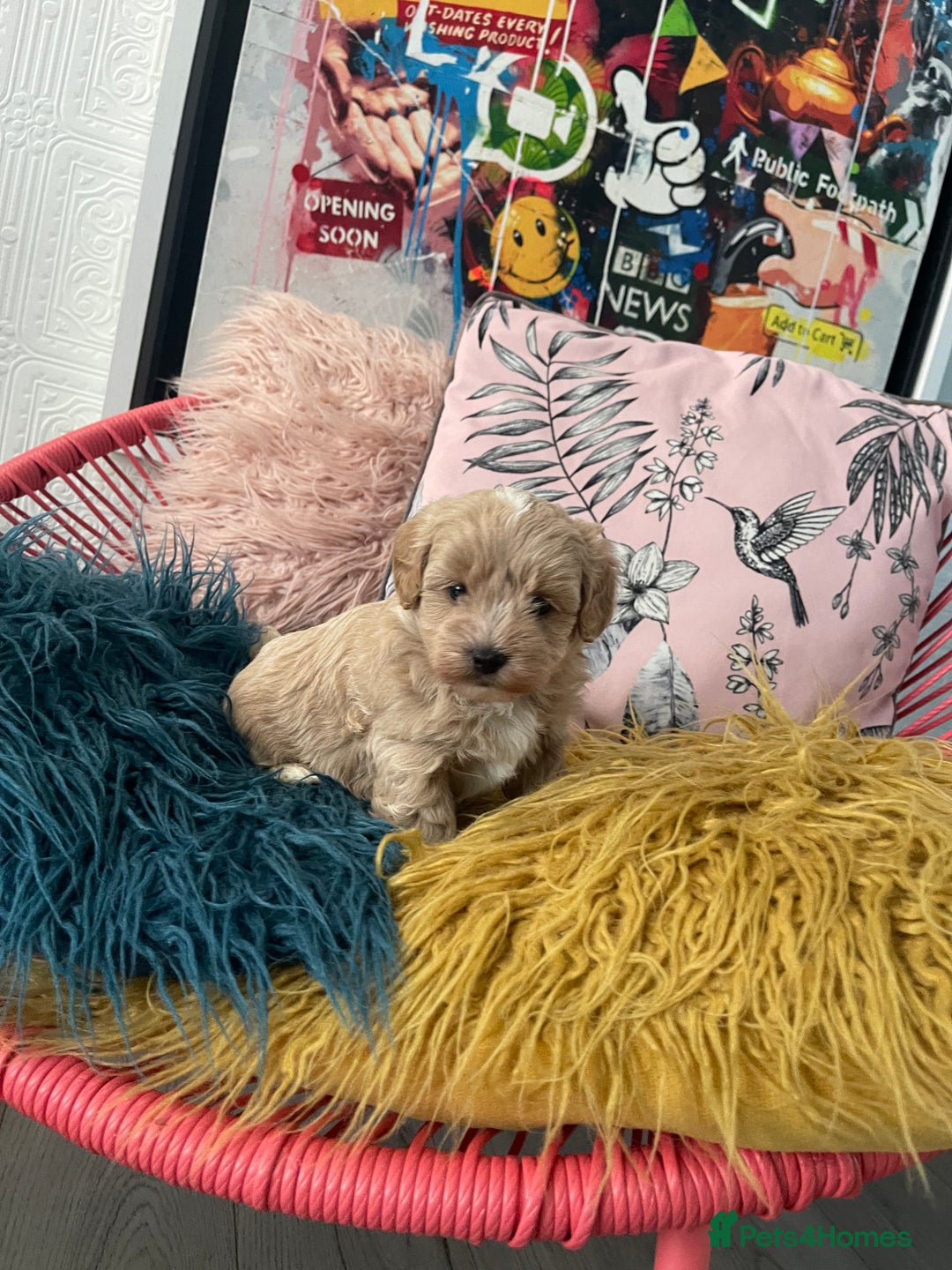 Maltipoo dogs for sale: ❤️XS TOY MALTIPOOS❤️ - Image 5