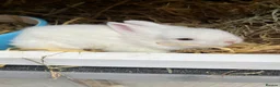 Lionhead rabbits for sale: Lionhead Bunnies  - Advert 3