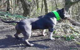 American Bully dogs for sale: American pocket bully  - Image 11