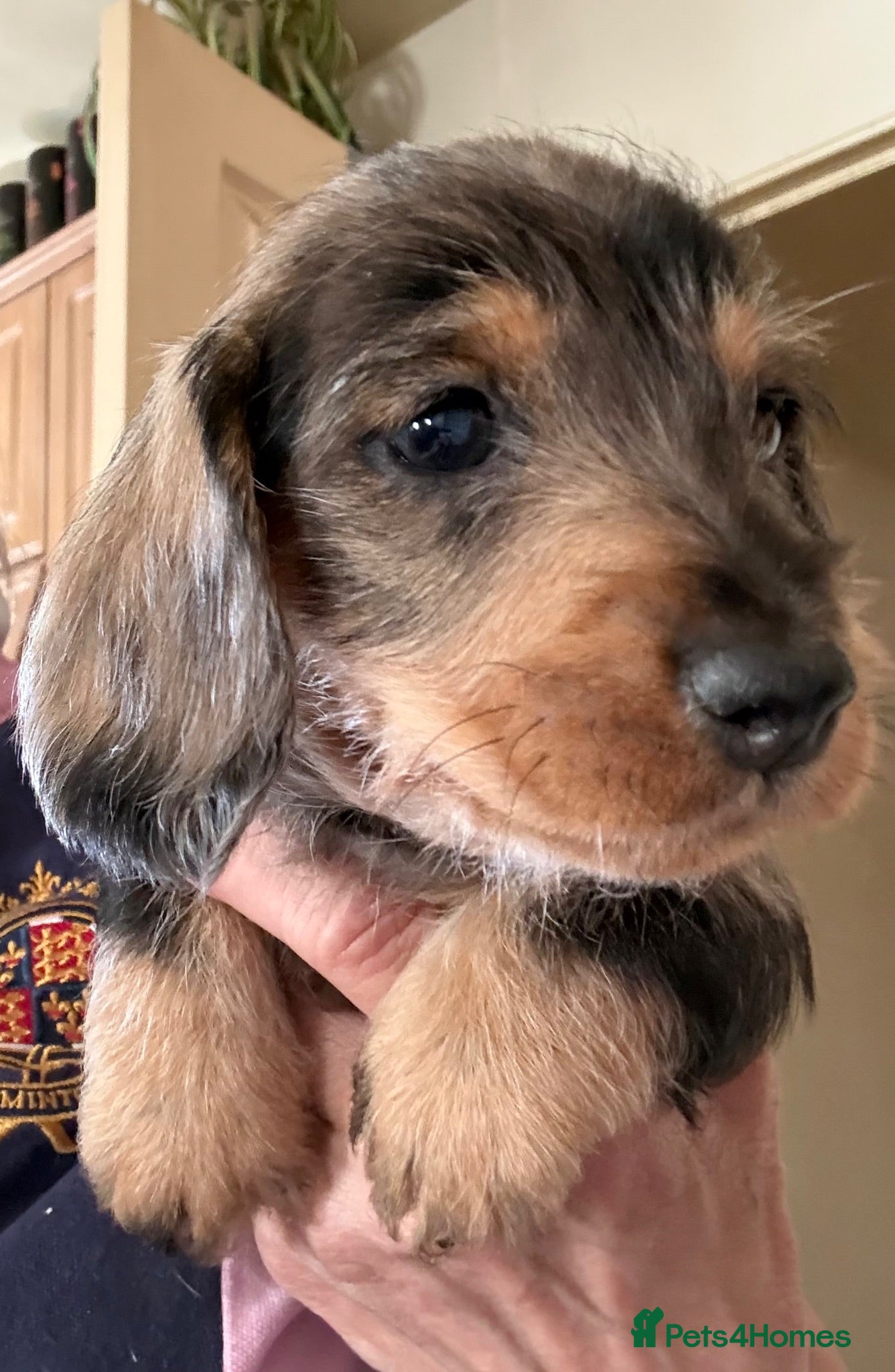 Dachshund dogs Wire Haired Dachshund Tweenies - Advert 1