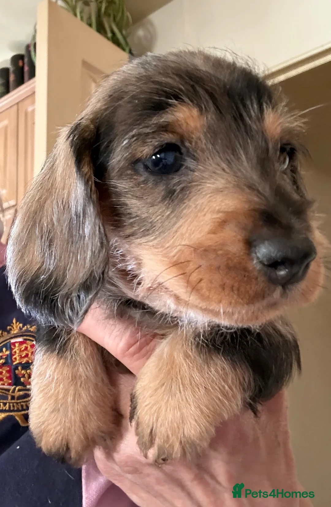 Dachshund dogs for sale: Wire Haired Dachshund Tweenies - Advert 2