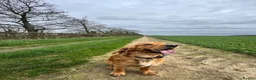 Cocker Spaniel dogs for stud: Handsome Golden Cocker Spaniel Stud  - Advert 12