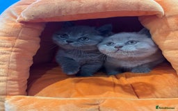 British Shorthair cats for sale: Blue and Lilac British shorthair boys  - Image 5