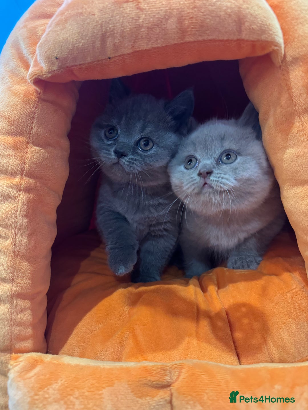 British Shorthair cats for sale: Blue and Lilac British shorthair boys  - Image 5