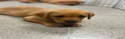 Labrador Retriever dogs for sale: 7 red fox Labrador puppies  - Advert 7