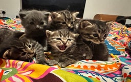 Mixed Breed cats for sale: 3 boys 3 girls  - Image 1