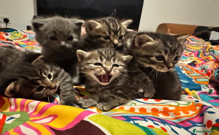 Mixed Breed cats - Advert 4