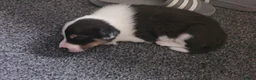 Border Collie dogs for sale: Outstanding Working Border Collie Puppies  in York - Advert 8