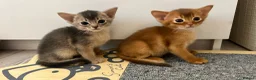 Abyssinian cats for sale: TICA Abyssinian kittens  - Advert 6