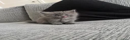 Ragdoll cats for sale: Ragdoll x Scottish fold  in Farnborough - Advert 3