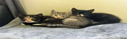Mixed Breed cats for sale: 3 kittens for sale. in Newton Abbot - Advert 6
