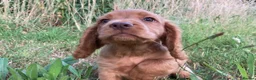 Cocker Spaniel dogs for sale: Male Cocker Spaniel puppy - Advert 2