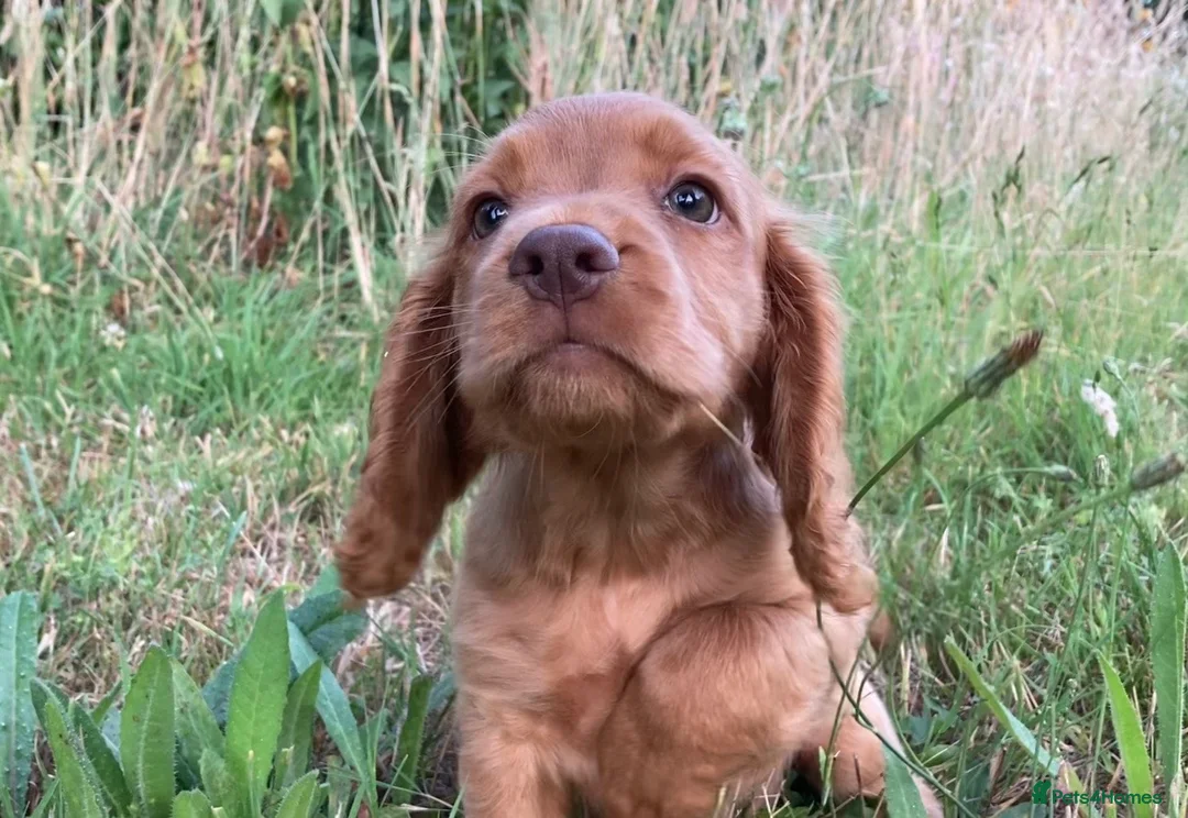 Cocker Spaniel dogs for sale: Male Cocker Spaniel puppy - Advert 2