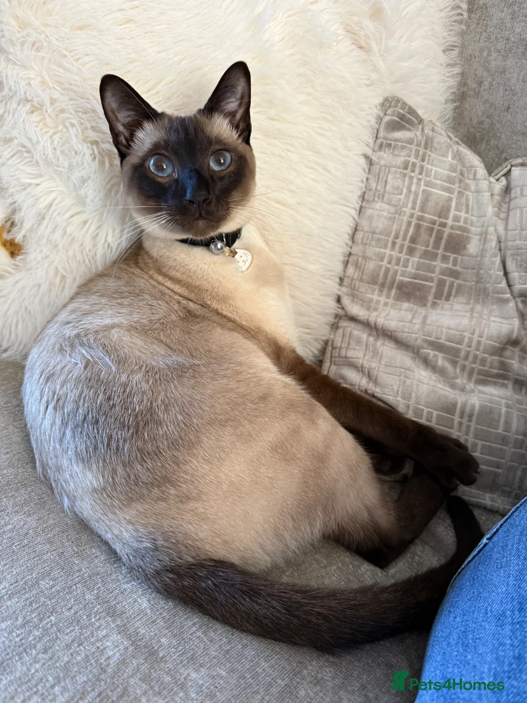 Siamese cats for sale: Beautiful Siamese Boy  in Canterbury - Advert 1