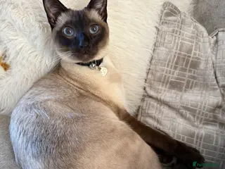 Siamese cats Beautiful Siamese Boy - Advert 2