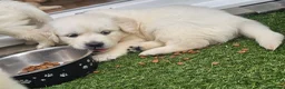 Golden Retriever dogs for sale: Cream and golden retriever puppies in Bristol - Advert 20