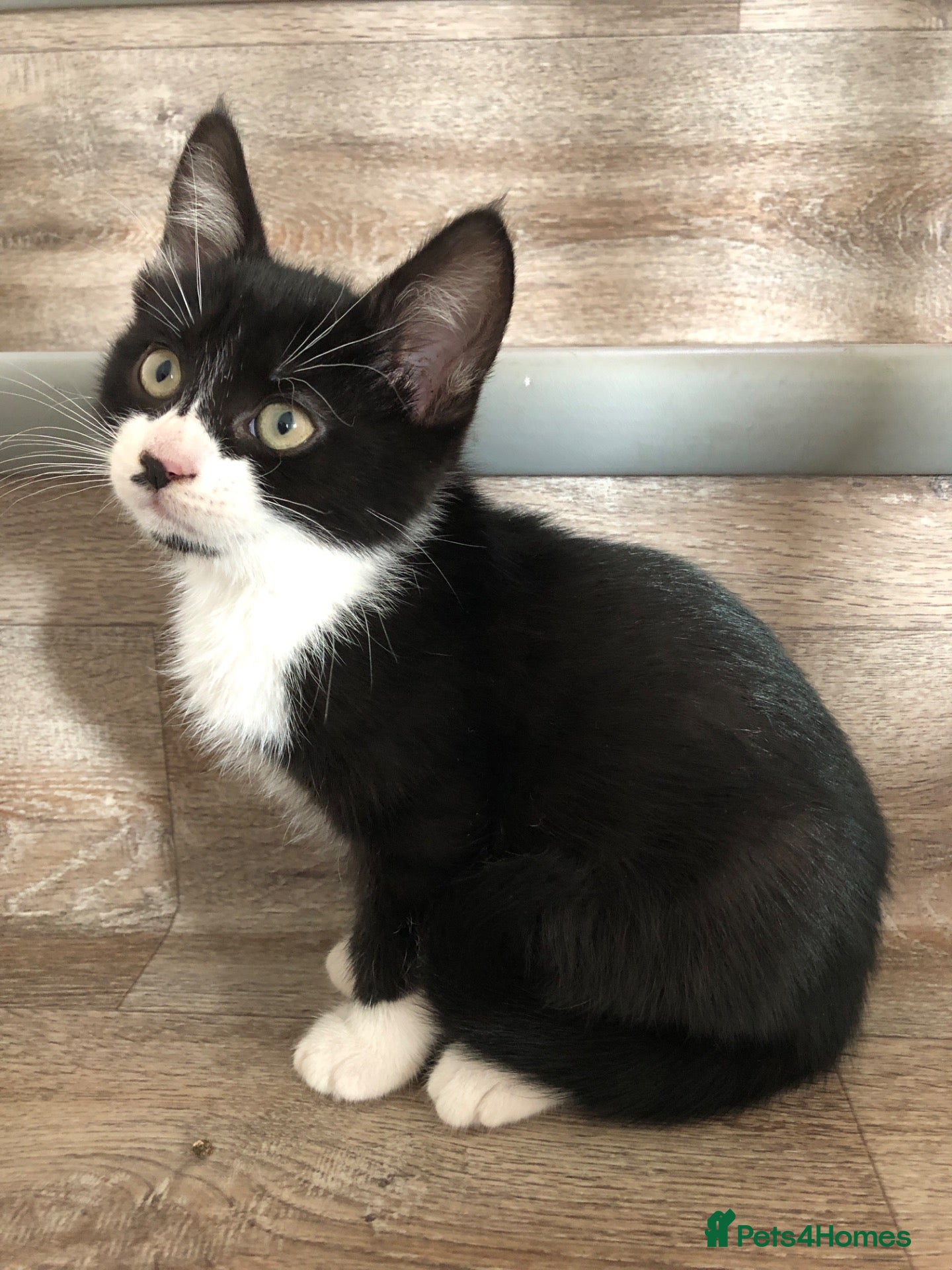 Mixed Breed cats for sale: Kittens - Advert 10