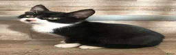 Mixed Breed cats for sale: Kittens - Advert 9