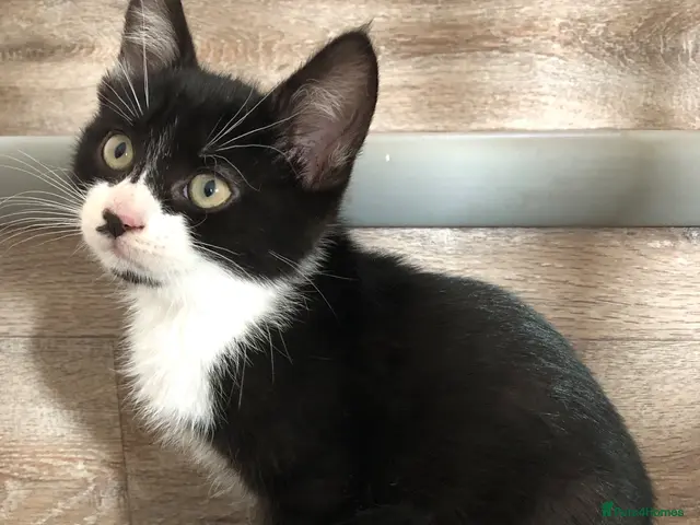 Mixed Breed cats for sale: Kittens - Advert 10