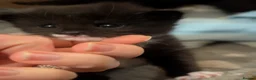 Mixed Breed cats for sale: 4x tuxedo black and white kittens - Advert 5