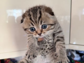 Scottish Fold cats SCOTTISH FOLD & BRITISH SHORTHAIR - Advert 1