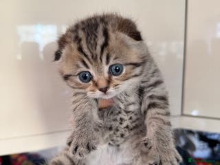 Scottish Fold cats SCOTTISH FOLD & BRITISH SHORTHAIR - Advert 2