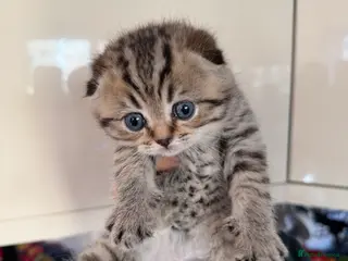 Scottish Fold cats SCOTTISH FOLD & BRITISH SHORTHAIR - Advert 16