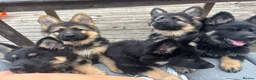 German Shepherd dogs for sale: German shepherd puppies  in Deeside - Advert 5