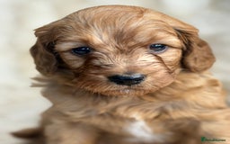 Cavapoo dogs for sale: Stunning health tested Cavapoo puppies - Image 14