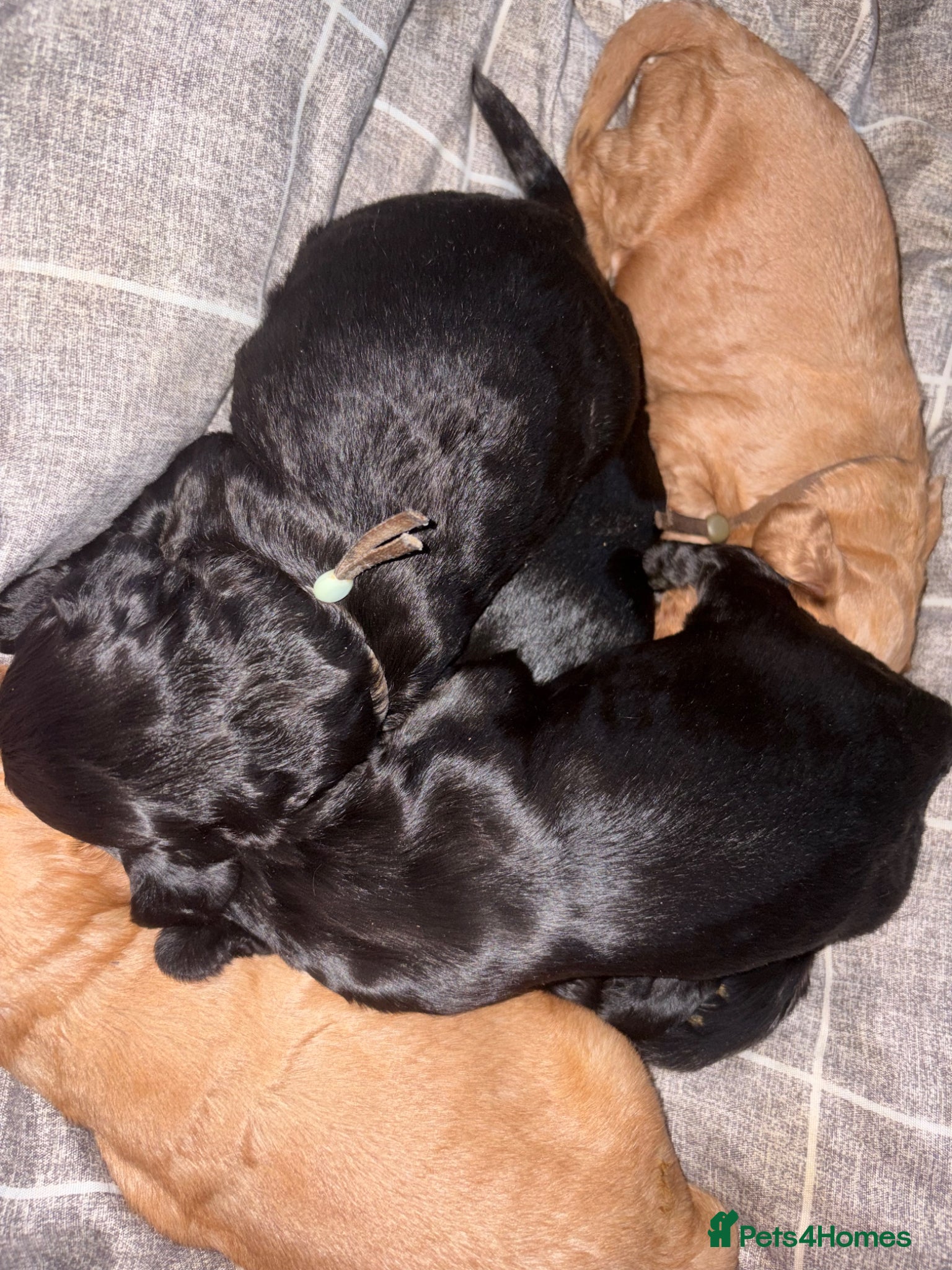 Cockapoo dogs 🩷F1B COCKAPOOS🩷 - Advert 1