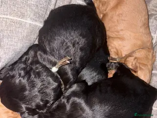 Cockapoo dogs 🩷F1B COCKAPOOS🩷 - Advert 1