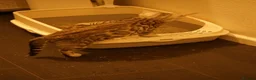 Bengal cats for sale: 2 boy Bengal kittens for sale  - Advert 11