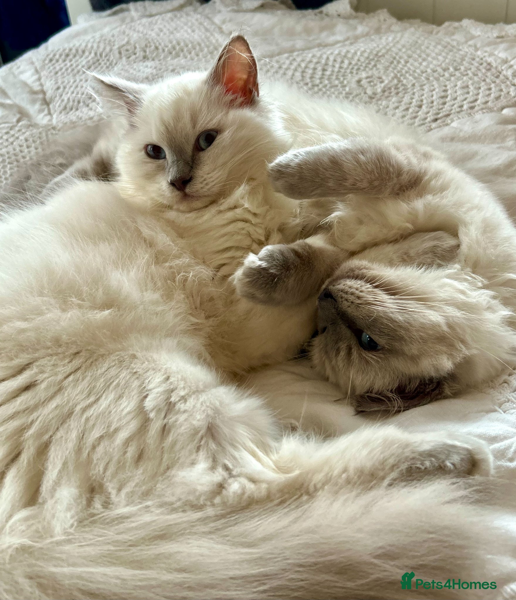 Ragdoll cats Lovely Ragdoll Sisters – Rehoming Together - Advert 12