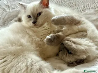 Ragdoll cats Lovely Ragdoll Sisters – Rehoming Together - Advert 3