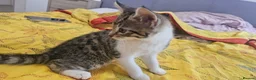Mixed Breed cats for sale: Adorable kittens looking for loving home in Birmingham - Advert 12