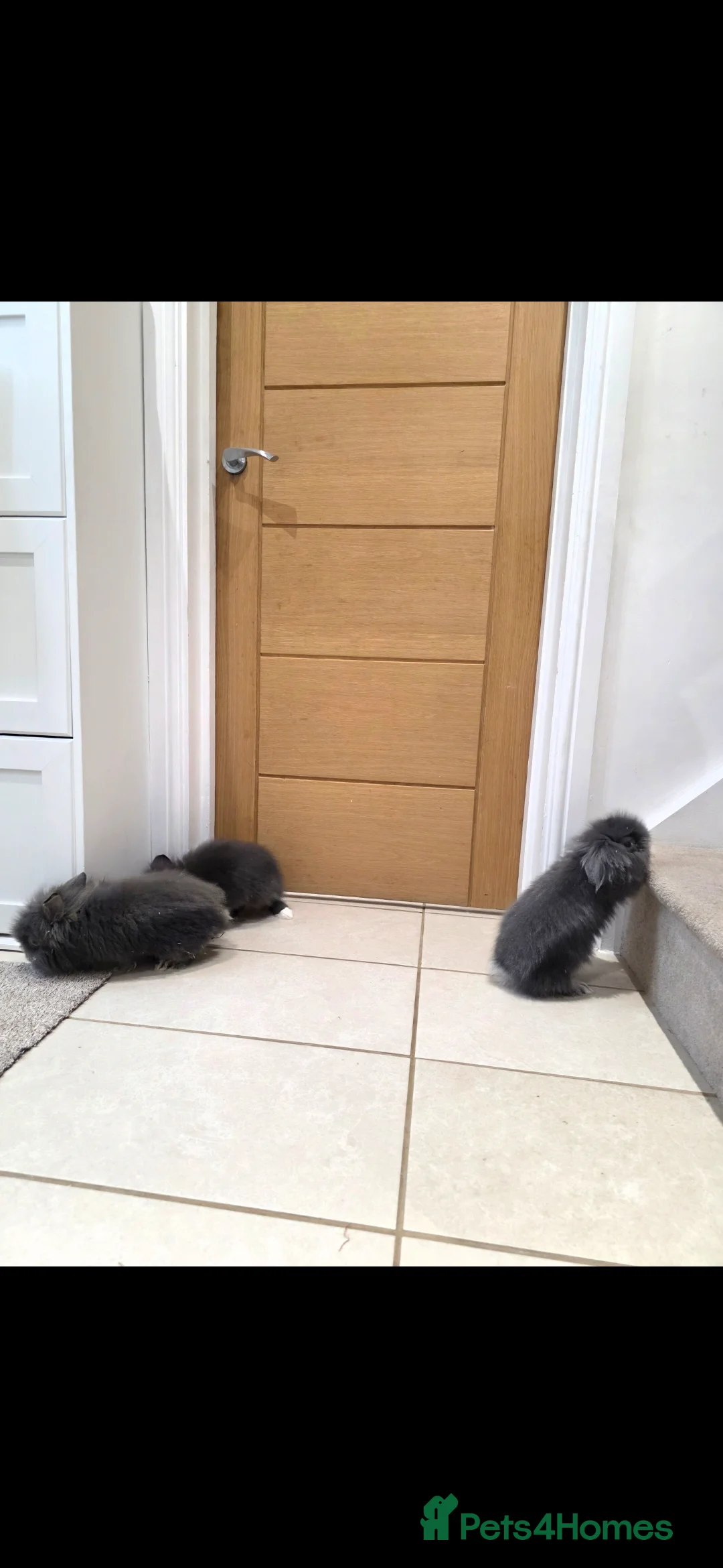 Mixed Breed rabbits for sale: Beautiful fluffy lion lop bunnies  - Advert 2