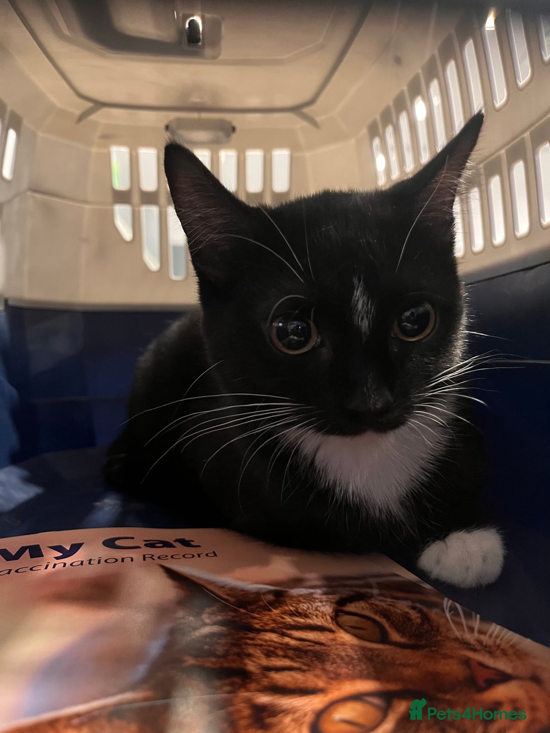 Mixed Breed cats for sale: Adorable Kittens Looking for Their Forever Homes - Image 2