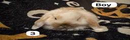Mini Lop rabbits for sale: Stunning mini lops for sale  - Advert 3
