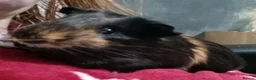 Guinea Pig rodents for sale: My names button. Nice to meet you in Hartlepool - Advert 7