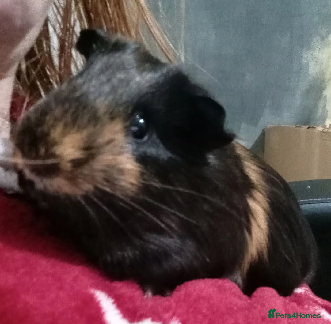 Guinea Pig rodents for sale: My names button. Nice to meet you in Hartlepool - Advert 7