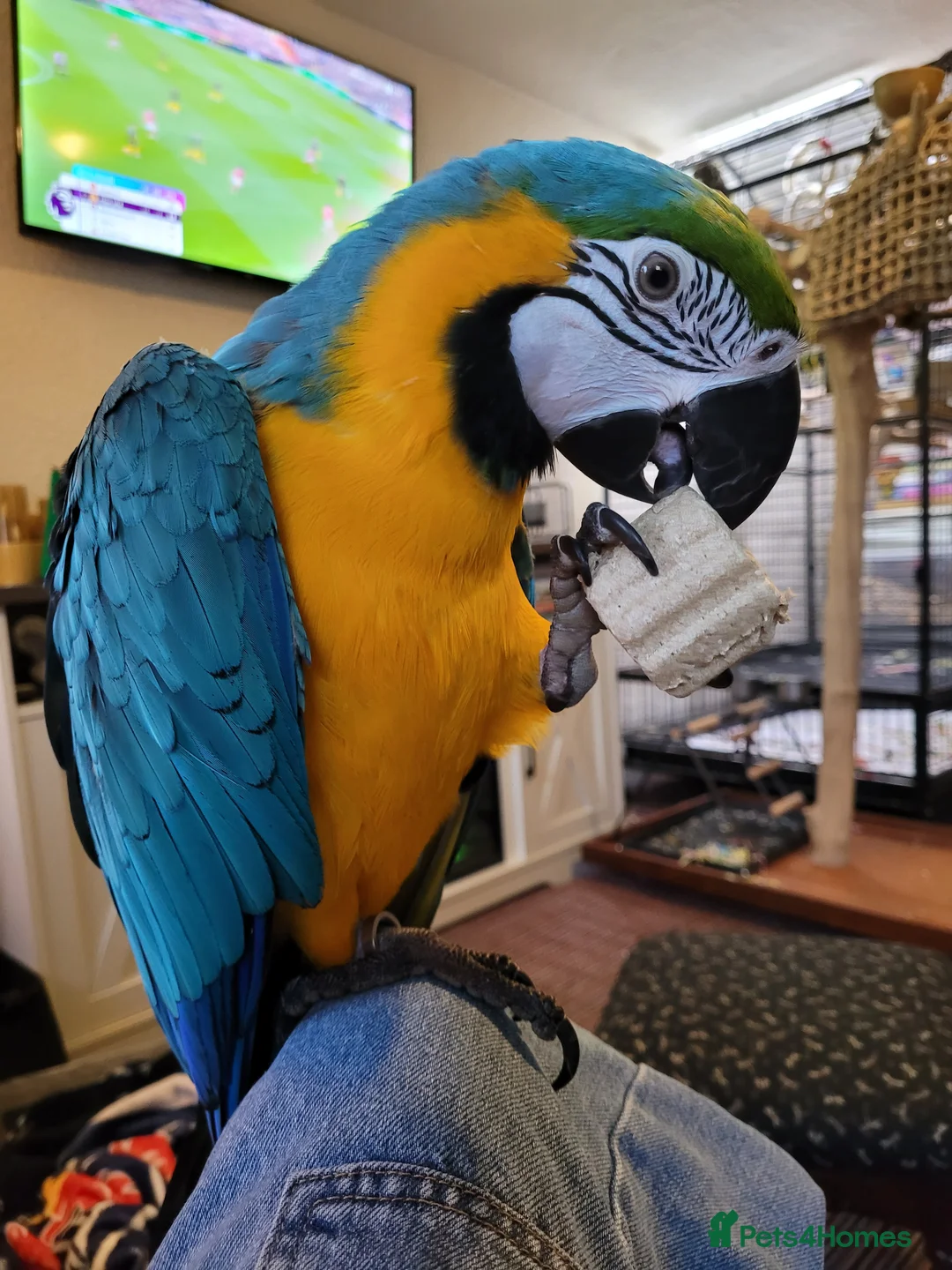 Macaws birds for sale: Blue and gold macaw for sale in Otley - Advert 1